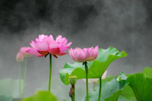Suzhou Travel Guide Suzhou attractions Lotus Pond and Moonlight Wetland Garden4.jpg