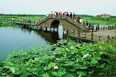 Lotus Pond and Moonlight Wetland Garden