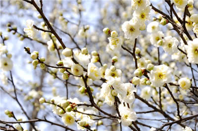 Plum Garden