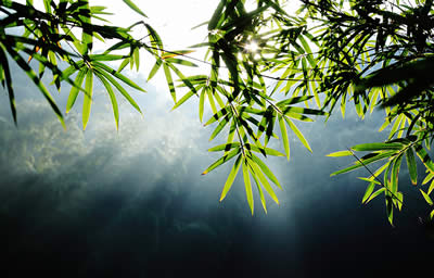 Yixing Bamboo Forest
