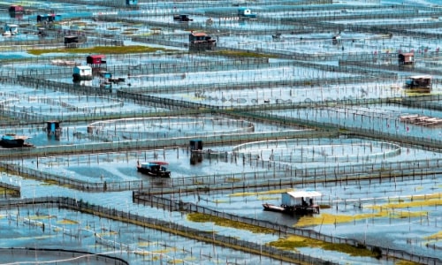 Yangcheng Lake Hairy Crab Guide: The King of Crabs in China