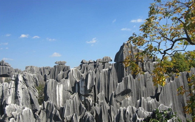 Stone_Forest.jpg