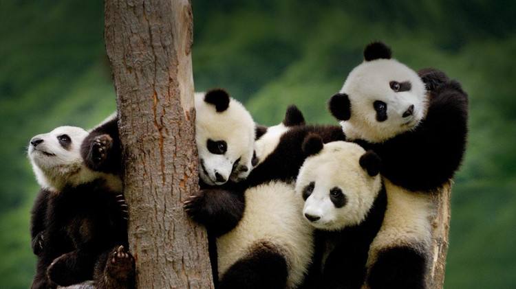 Chengdu_Travel_Guide_Chengdu_Private_Tours_Chengdu_Trip_Chengdu_Guide_Chengdu_Highlights_Panda_Base.jpg