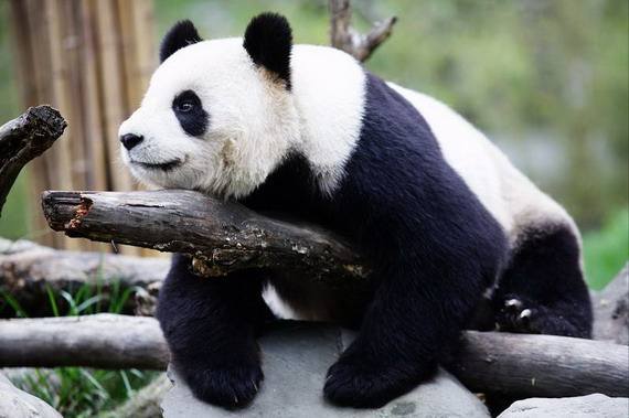 Chengdu_Travel_Guide_Chengdu_Private_Tours_Chengdu_Trip_Chengdu_Guide_Chengdu_Highlights_Giant_Pandas.jpg