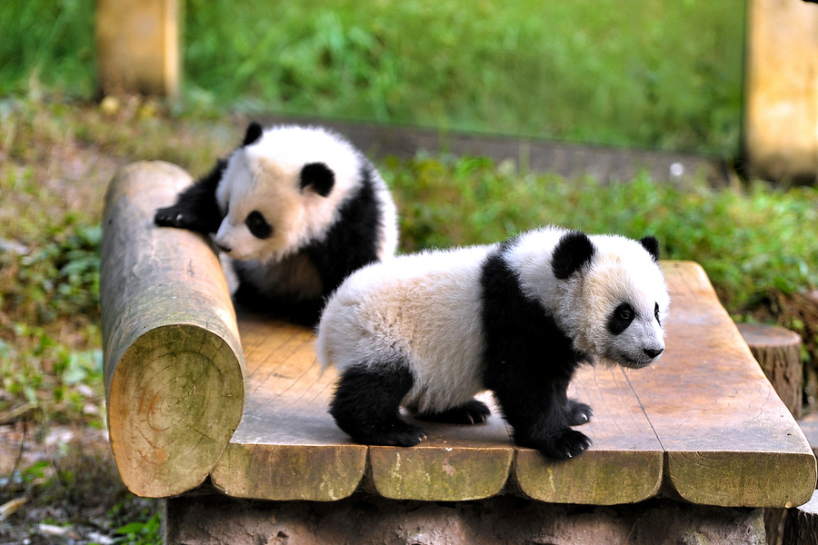 Chengdu_Travel_Guide_Chengdu_Private_Tours_Chengdu_Trip_Chengdu_Guide_Chengdu_Highlights_China_Panda.jpg