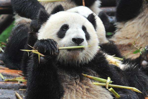 Chengdu_Travel_Guide_Chengdu_Private_Tours_Chengdu_Trip_Chengdu_Guide_Chengdu_Highlights_Panda_Eat_01.jpg