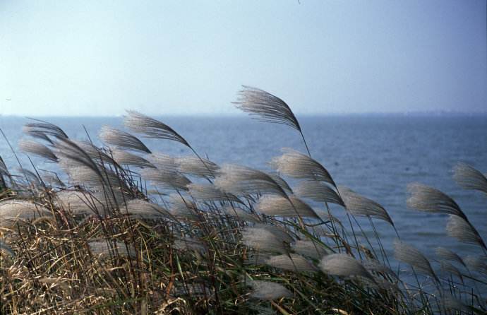 Yangcheng Lake teems with aquatic wildlife, especially freshwater fishes like salmons, turtles, whitefish, eels, shrimps and crabs which together are called 'The Six Treasures in the Yangcheng Lake'. yangcheng Lake2.jpg