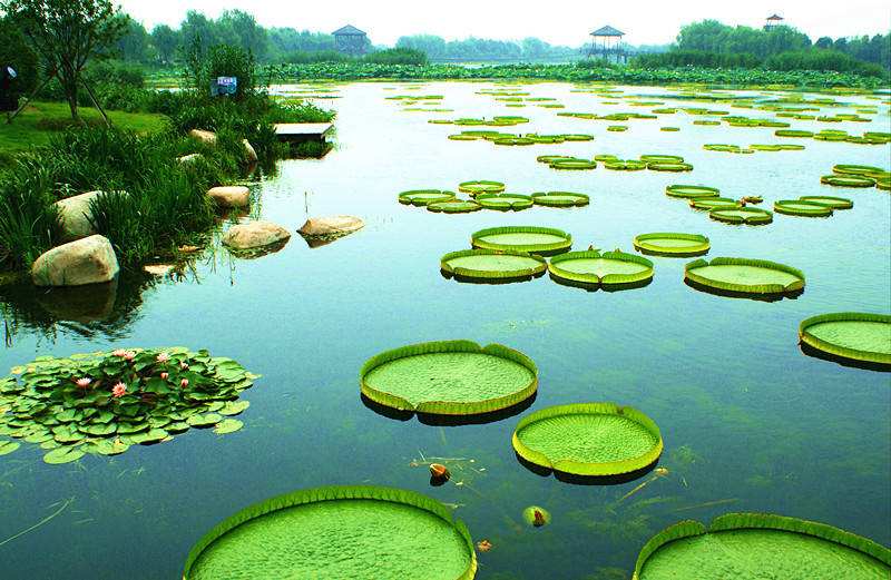 Lotus Pond and Moonlight Wetland Garden1.jpg