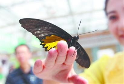  Wuxi Festival Butterflies-viewing Festival