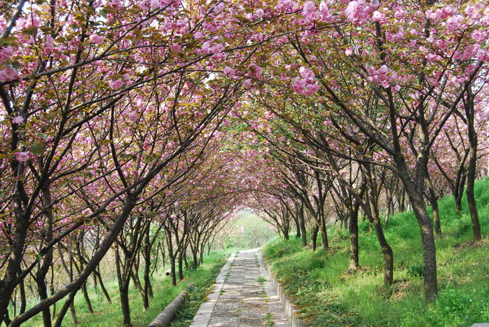 Taihu_Lake_Plum_Blossom_Festival.jpg