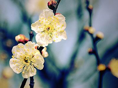 wuxi_attractions_plum_garden6