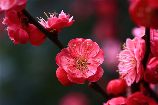 wuxi_attractions_plum_garden8