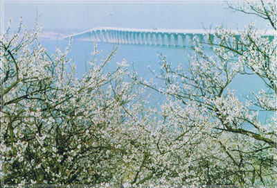 Taihu_Lake_Plum_Blossom_festival.jpg