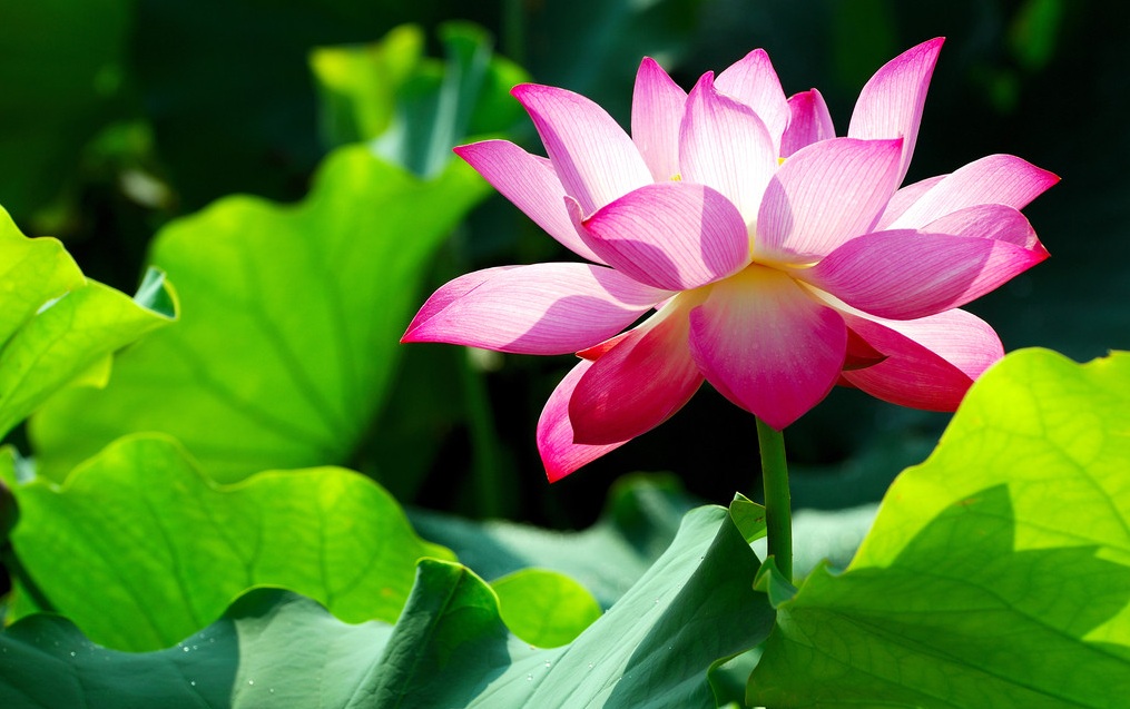 suzhou_lotus_flower_festival.jpg