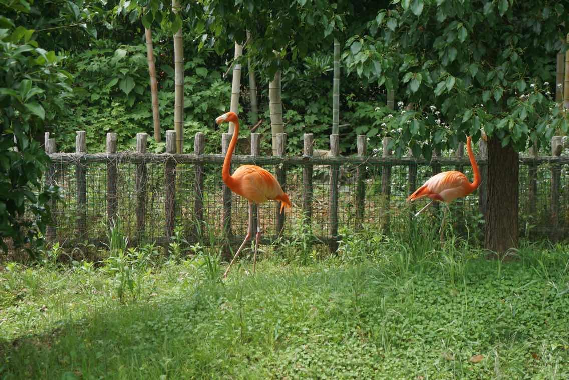 qionglong_mountain_bird.jpg