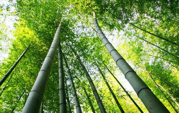 yixing_bamboo_forest.jpg