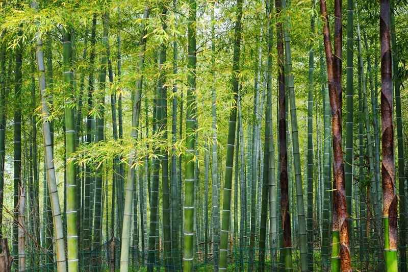 yixing_bamboo_forest2.jpg