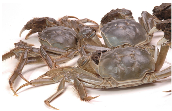 yangcheng_lake_hairy_crab.jpg