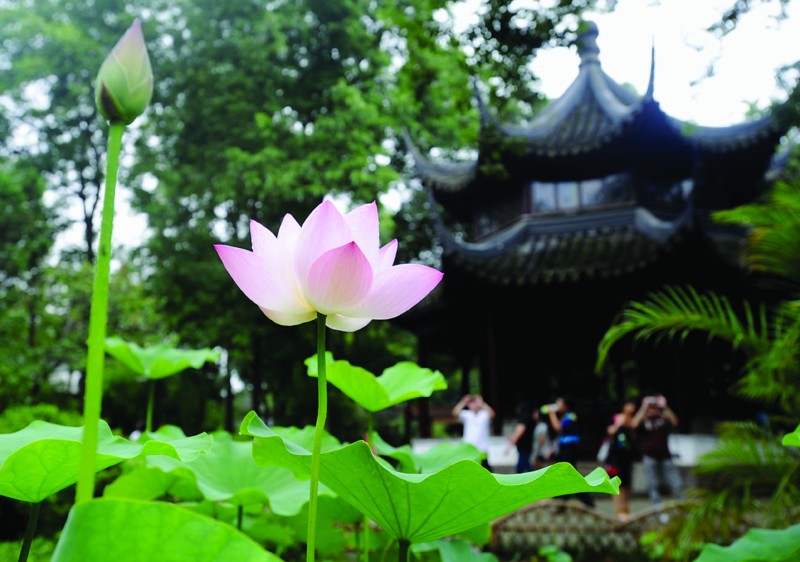 humble_administrators_garden_lotus_exhibition.jpg