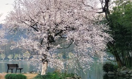 viewing-fish-at-flower-pond