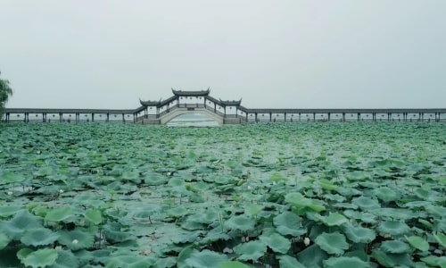 Lotus-Pond-Garden