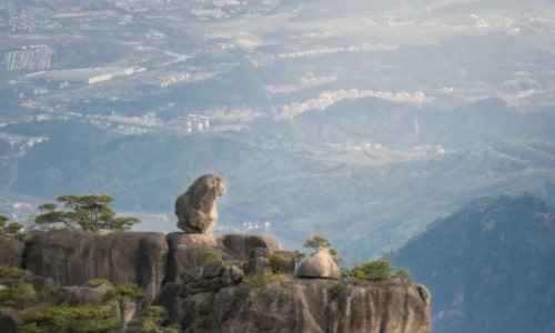Monkey-Gazing-at-the-Sea-Huangshan