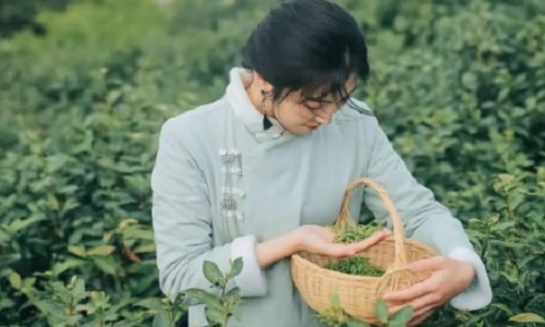Biluochun-pick-by-hand
