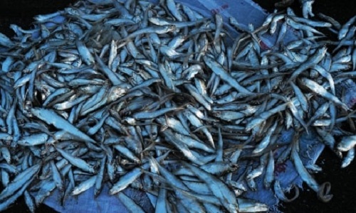 Fish-market