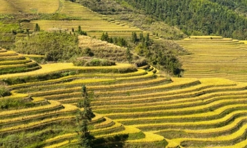 Longji-Rice-Terraces