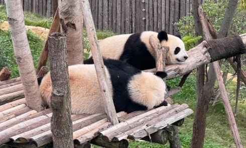 panda-base-chengdu