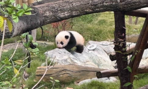 panda-base