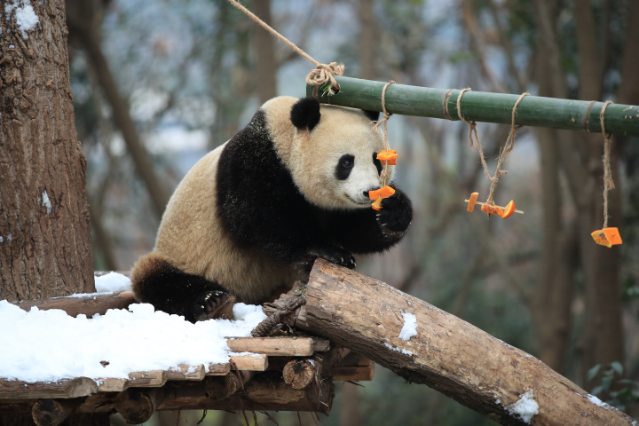 Panda-Breeding-and-Research-Center-Chengdu