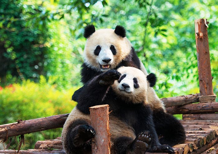 Panda-Breeding-and-Research-Center