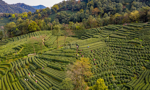 Meijiawu-Tea-Culture-Village