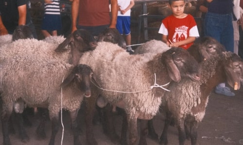 bazaar-animal