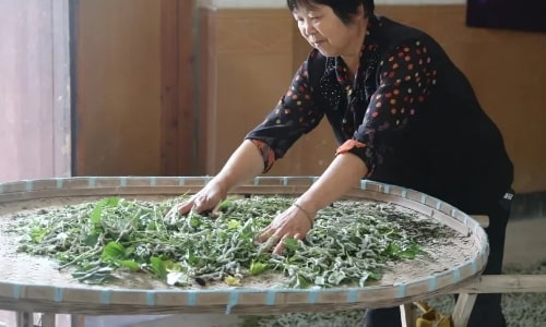 silkworm-rearing