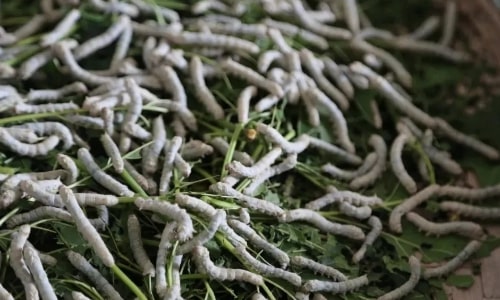 silkworm