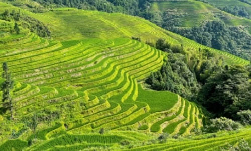 green-longji