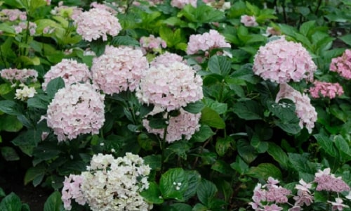 Zhongshan-Botanical-Garden-zijinshan