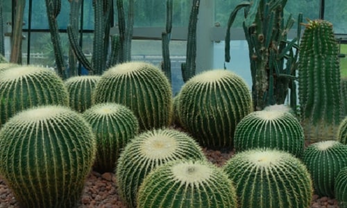 Zhongshan-Botanical-Garden