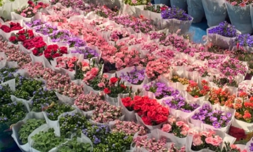 flower-and-birds-market
