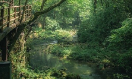 Golden-Whip-Stream-zhangjiajie
