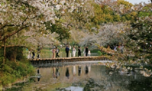 spring