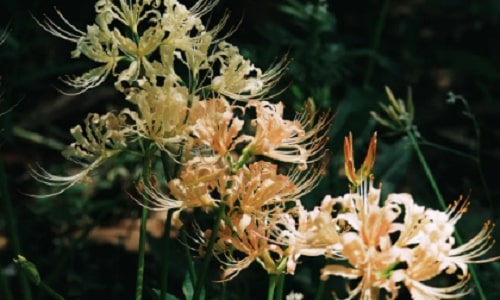 botanical-garden-nanjing