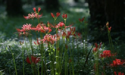 botanical-garden