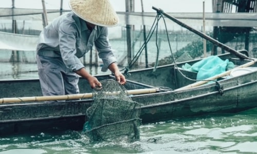 crab-catching