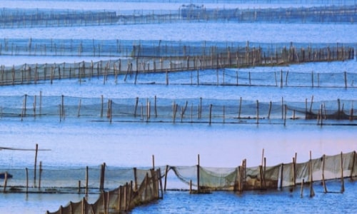 yangcheng-lake-suzhou