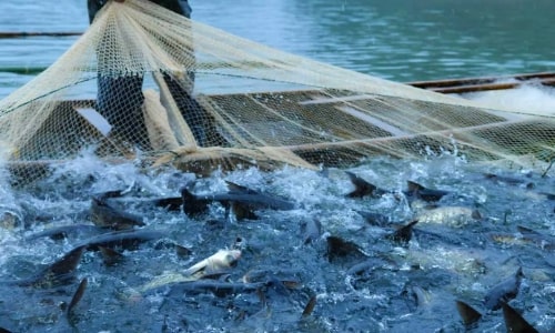 fisherman's-life
