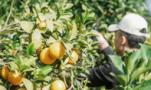 orchard-harvesting-xishan