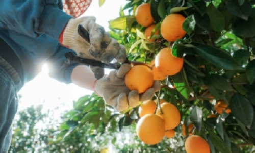 orchard-harvesting